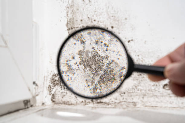 Best Residential Mold Inspection & Testing  in De Motte, IN